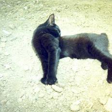 Blanding af racer Nala