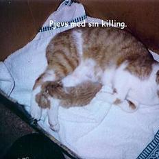 Blanding af racer Pjevs (død)