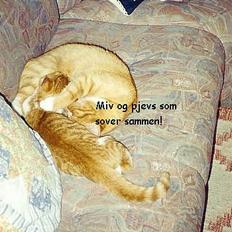 Blanding af racer Pjevs (død)