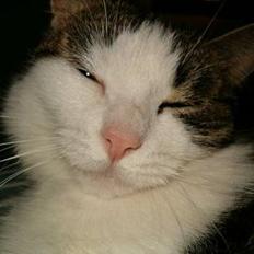 Blanding af racer Mischa