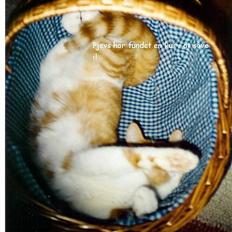 Blanding af racer Pjevs (død)