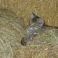 Blanding af racer nicolag