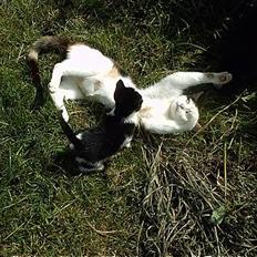 Blanding af racer Mulle †DØD† :'(