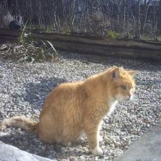 Blanding af racer Rolle †R.I.P† :´(