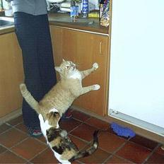 Blanding af racer Rolle †R.I.P† :´(