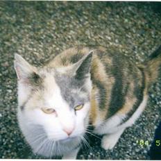 Blanding af racer plet