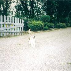 Blanding af racer plet