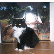 Norsk Skovkat Pjuske Kattenhøj R.I.P:'(