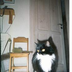 Norsk Skovkat Pjuske Kattenhøj R.I.P:'(