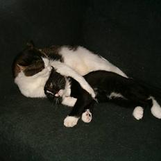 Blanding af racer Mischa