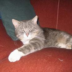 Blanding af racer Snuller