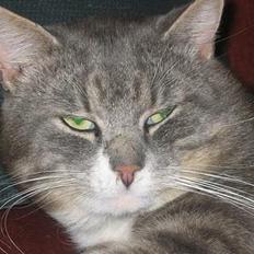 Blanding af racer Snuller