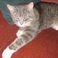 Blanding af racer Snuller