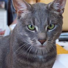 Blanding af racer Pjevs *død*