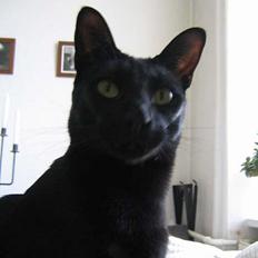 Orientaler Møgkat Nox