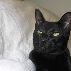 Orientaler Møgkat Nox