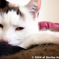 Blanding af racer Ribe