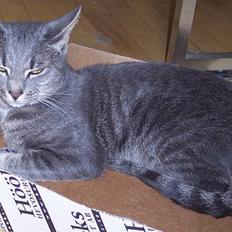 Blanding af racer Pjevs *død*