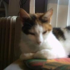 Blanding af racer Mulle †DØD† :'(