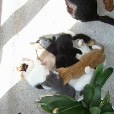 Blanding af racer Mulle †DØD† :'(