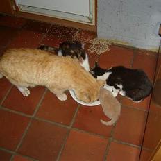 Blanding af racer Rolle †R.I.P† :´(