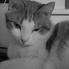 Blanding af racer samson