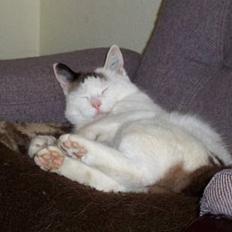 Blanding af racer Ribe