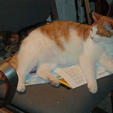 Blanding af racer samson