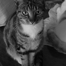 Blanding af racer emma