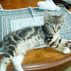 Blanding af racer emma