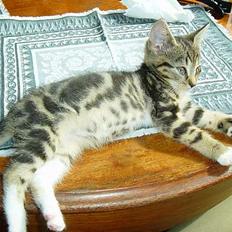 Blanding af racer emma