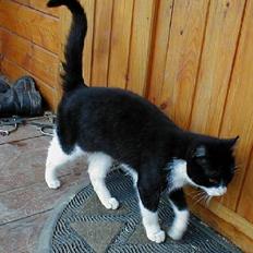 Blanding af racer Soffi