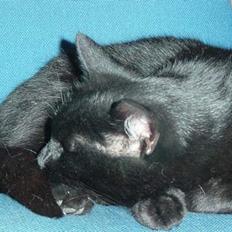 Blanding af racer loke