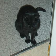 Blanding af racer loke