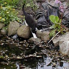 Blanding af racer Soffi