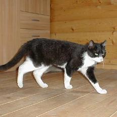 Blanding af racer Soffi