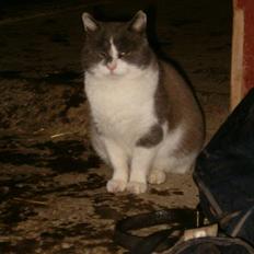 Huskat Chris / Fede Louie