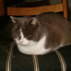 Huskat Chris / Fede Louie