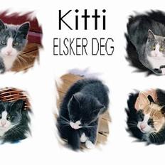 Blanding af racer Kitti