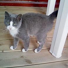 Blanding af racer Kitti