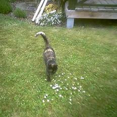 Blanding af racer Spot