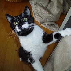 Blanding af racer Freja