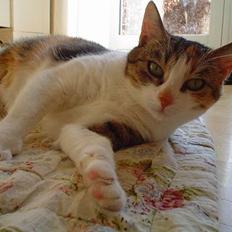 Blanding af racer Mitte