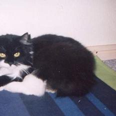 Norsk Skovkat Pjuske Kattenhøj R.I.P:'(