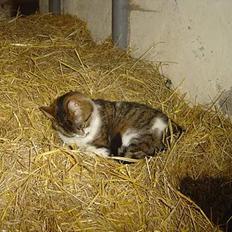 Blanding af racer Mimer