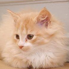 Blanding af racer Eddie