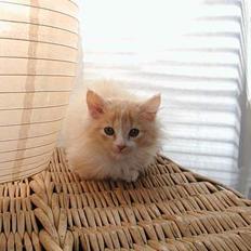 Blanding af racer Eddie