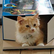 Blanding af racer Eddie