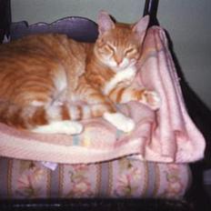 Blanding af racer Miskey *Død*