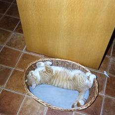 Blanding af racer Miskey *Død*